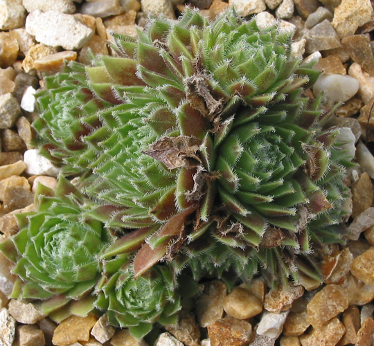 Veughelen