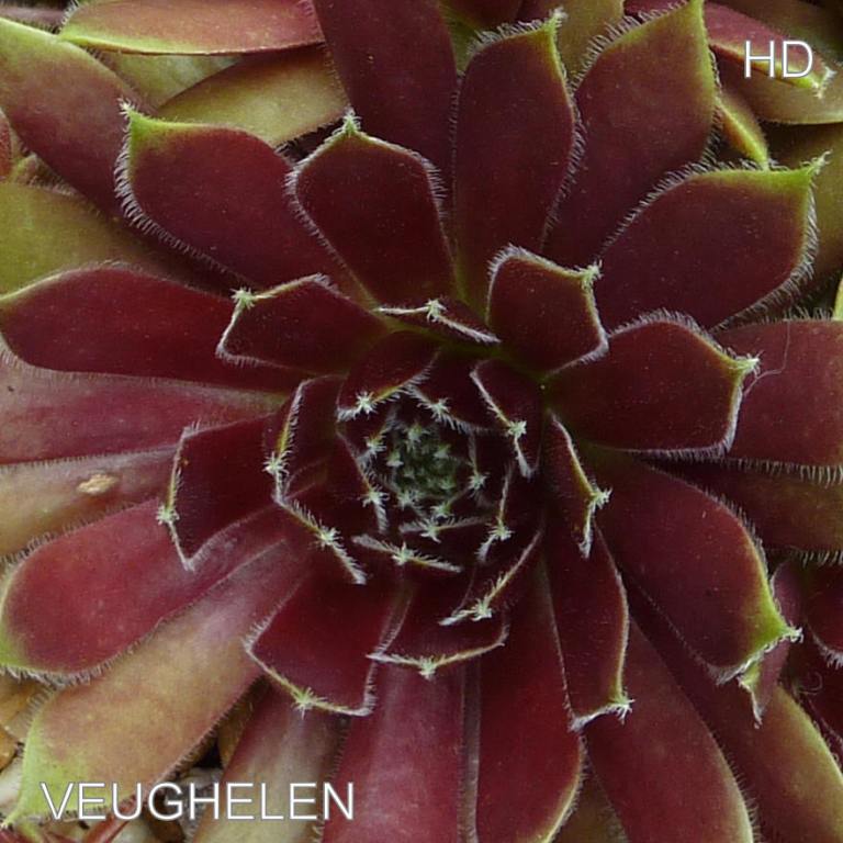 Veughelen