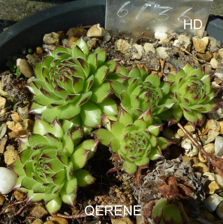 Qerene