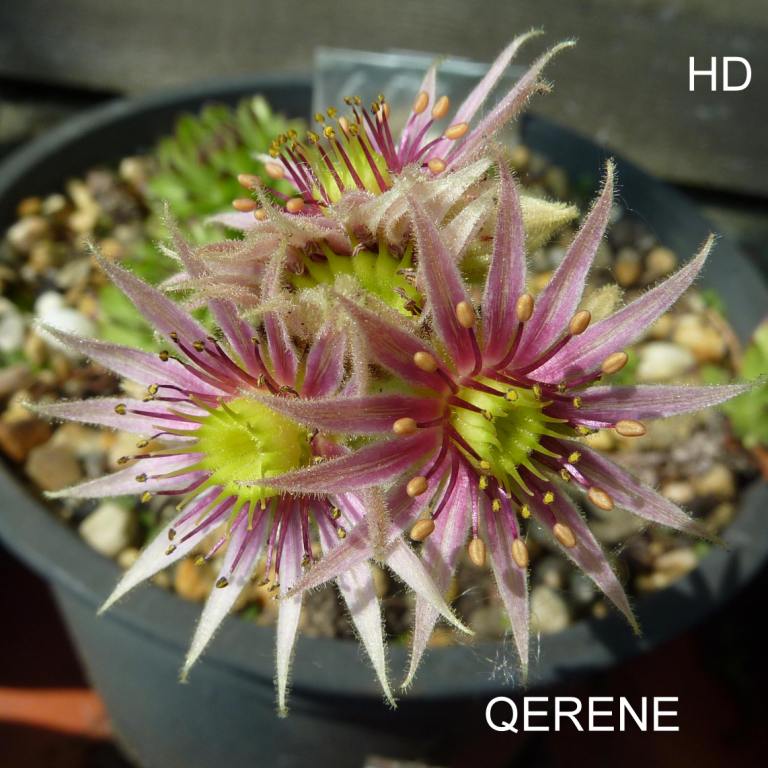 Qerene