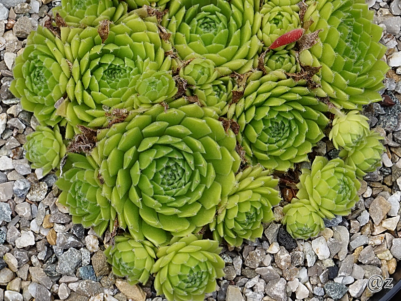 Quatsch