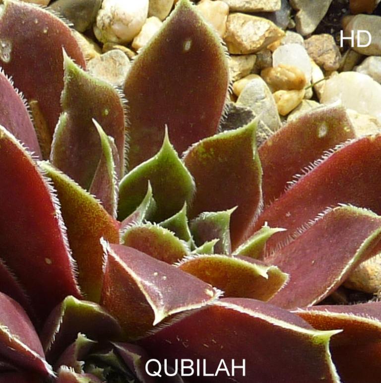 Qubilah / Jovi