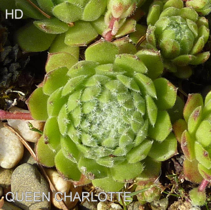 Queen Charlotte