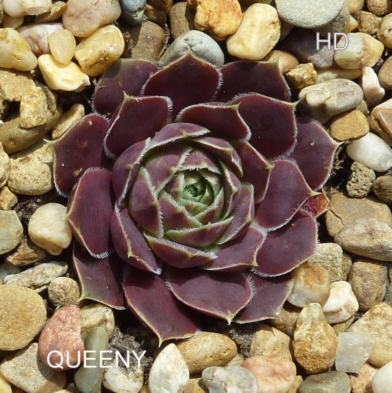 Queeny / Jovi