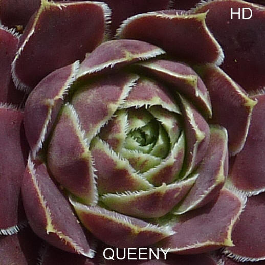 Queeny / Jovi