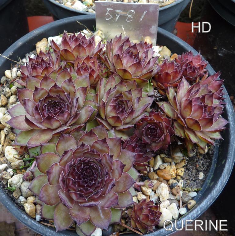 Querine
