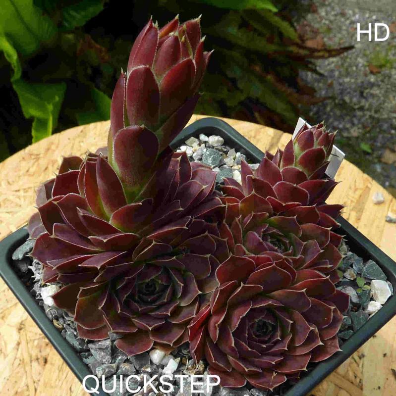 Quickstep / Jovi