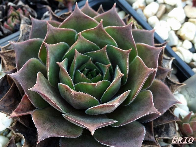 Purple Ginger