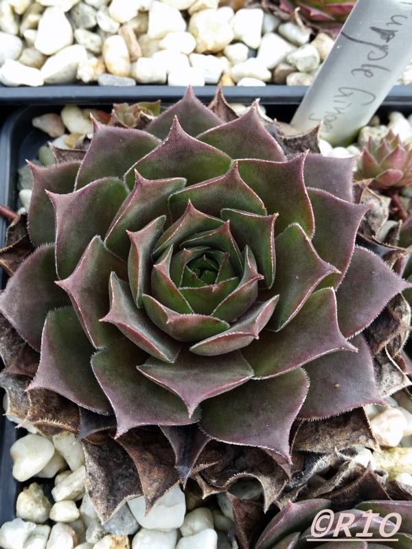 Purple Ginger