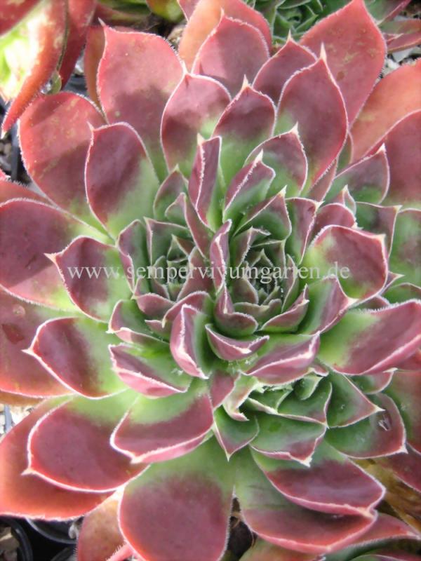 Rosy Tip / Jovi