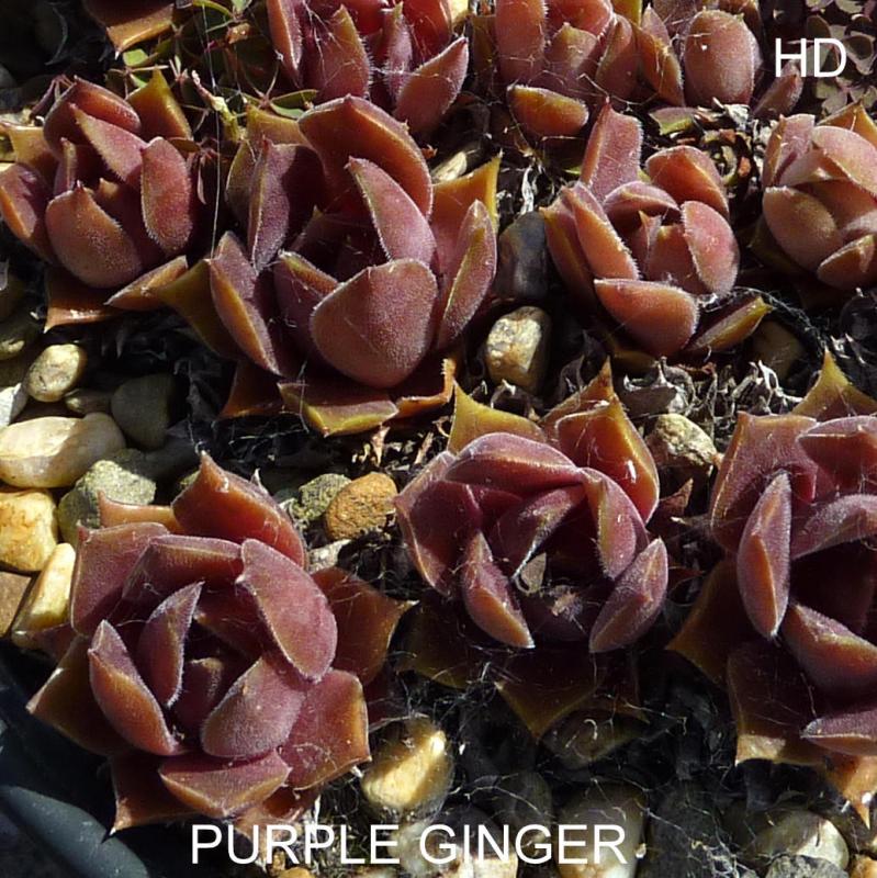 Purple Ginger