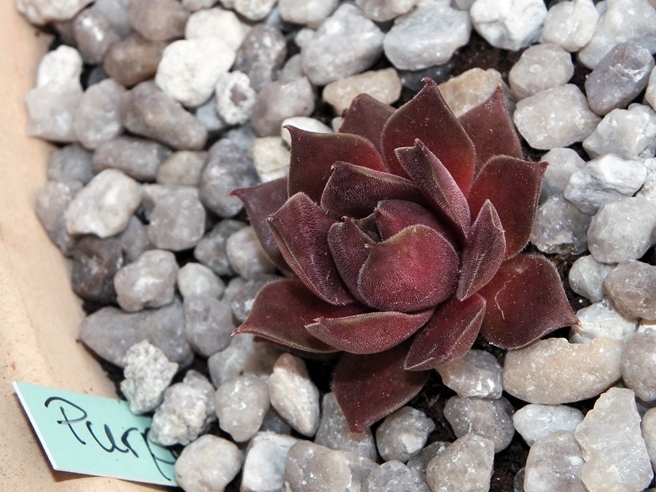 Purple Ginger