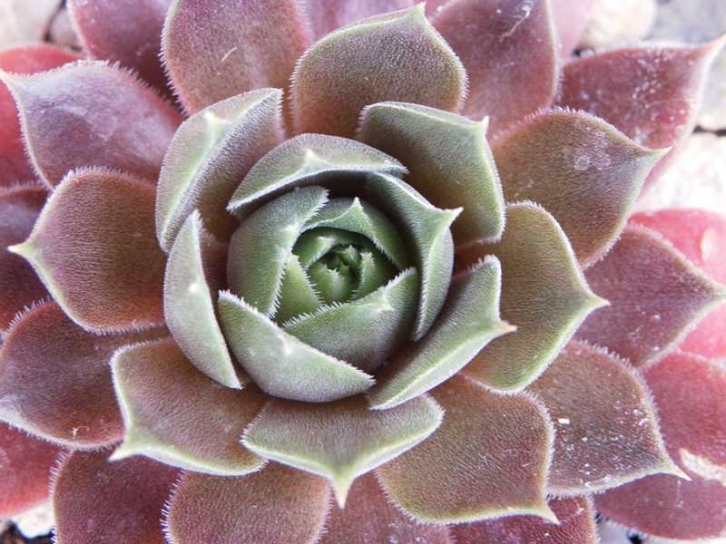 Purple Ginger