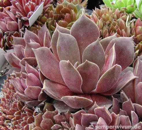 Purple Ginger