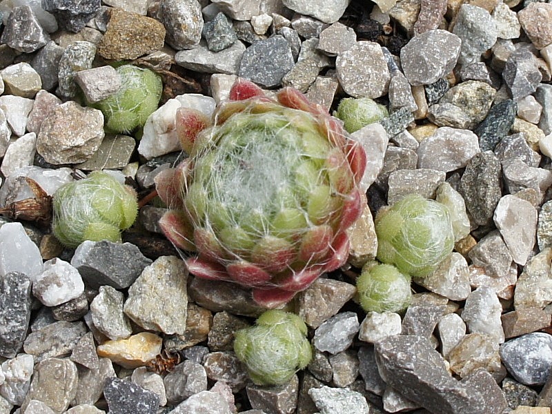 Zoharit