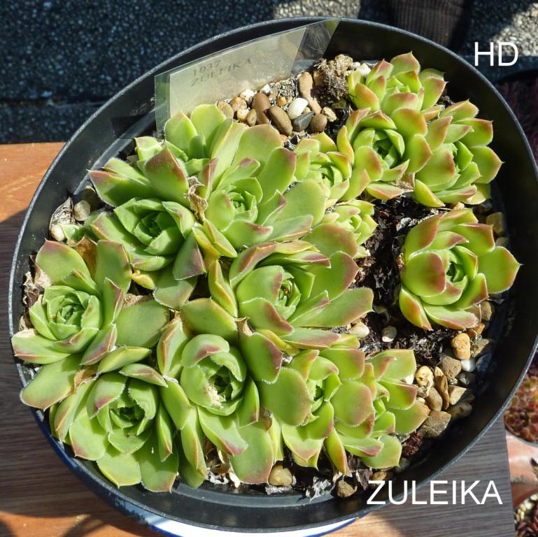 Zuleika / Jovi