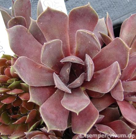 Purple Ginger