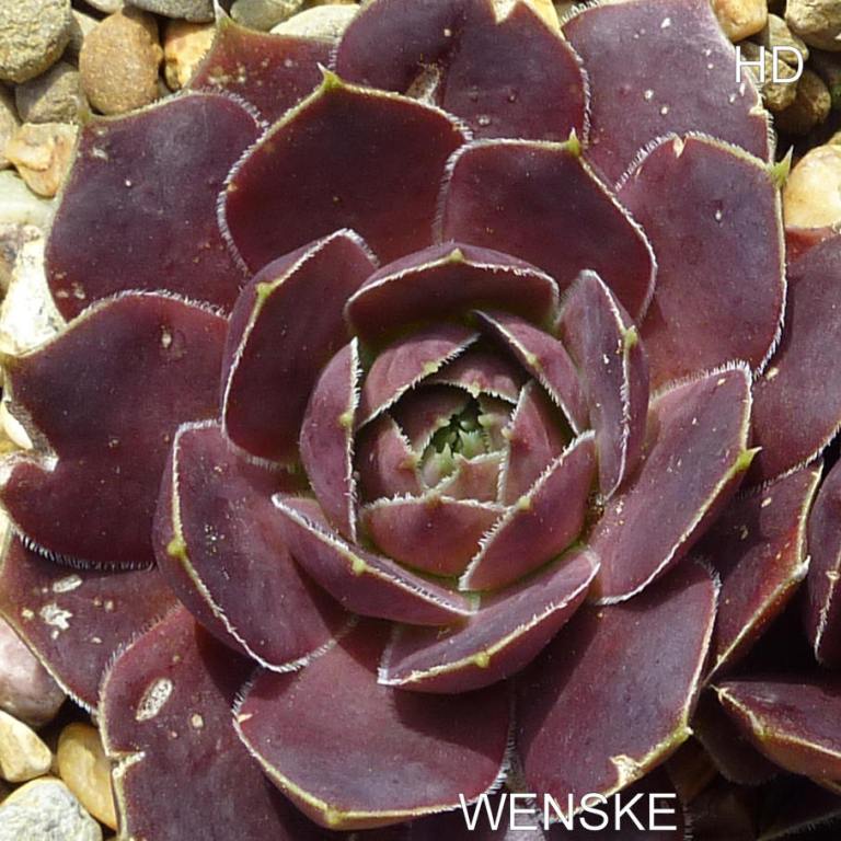 Wenske / Jovi