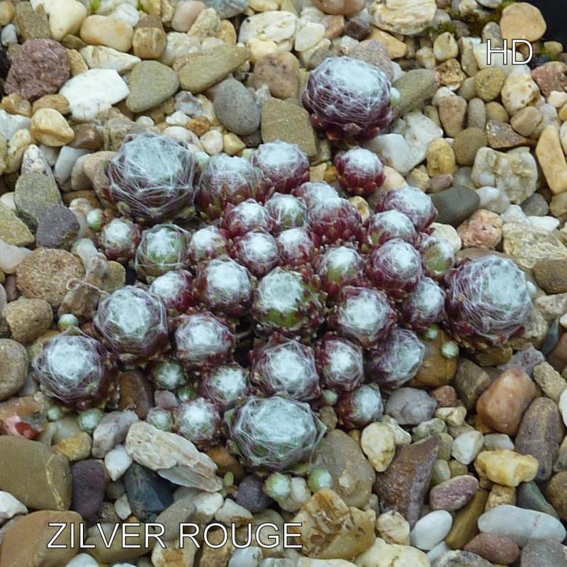 Zilver Rouge