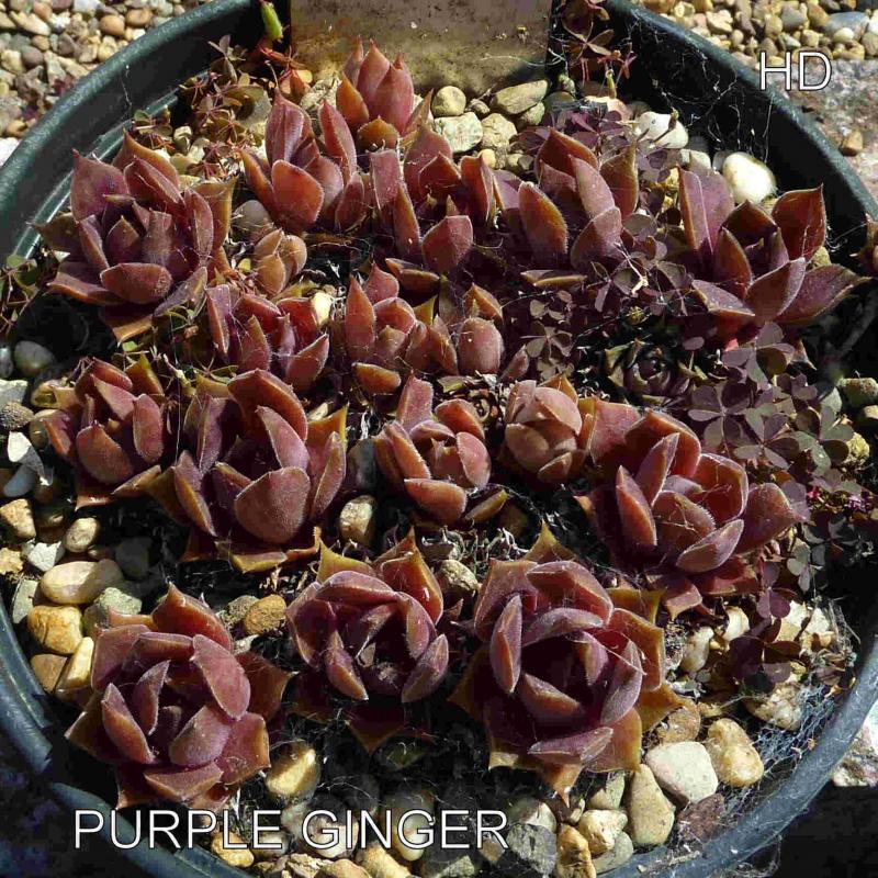 Purple Ginger