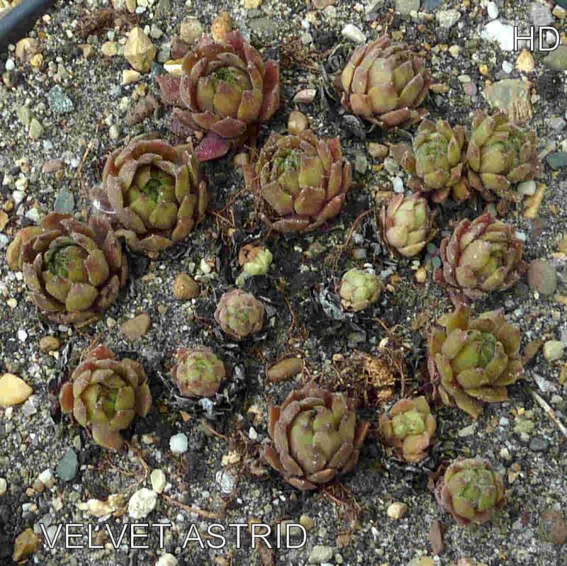 Velvet Astrid