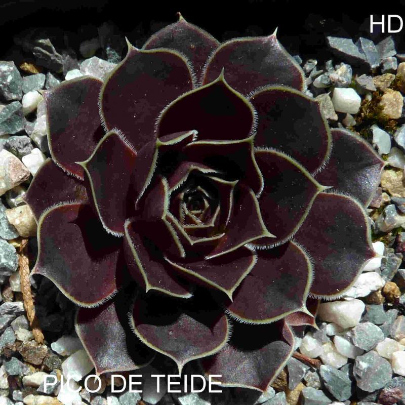 Pico de Teide / Jovi