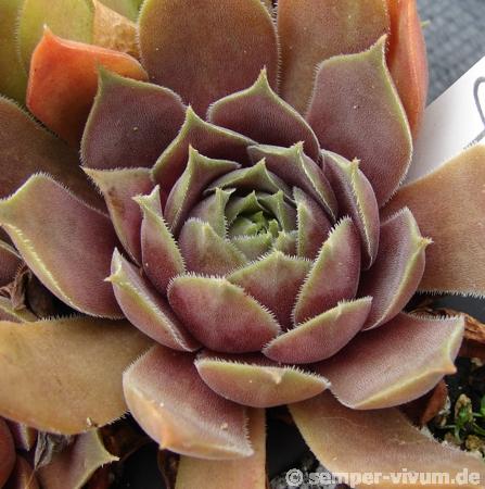 Purple Ginger
