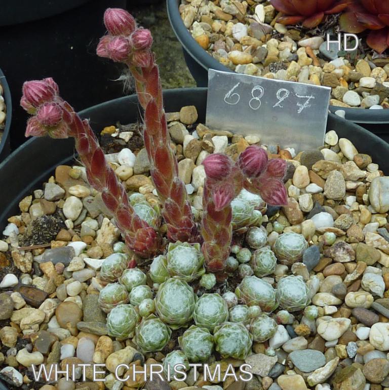 White Christmas