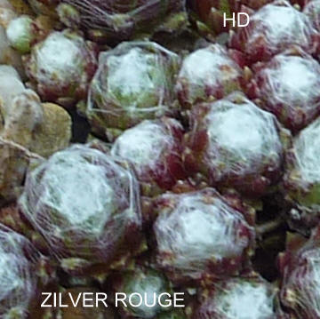 Zilver Rouge