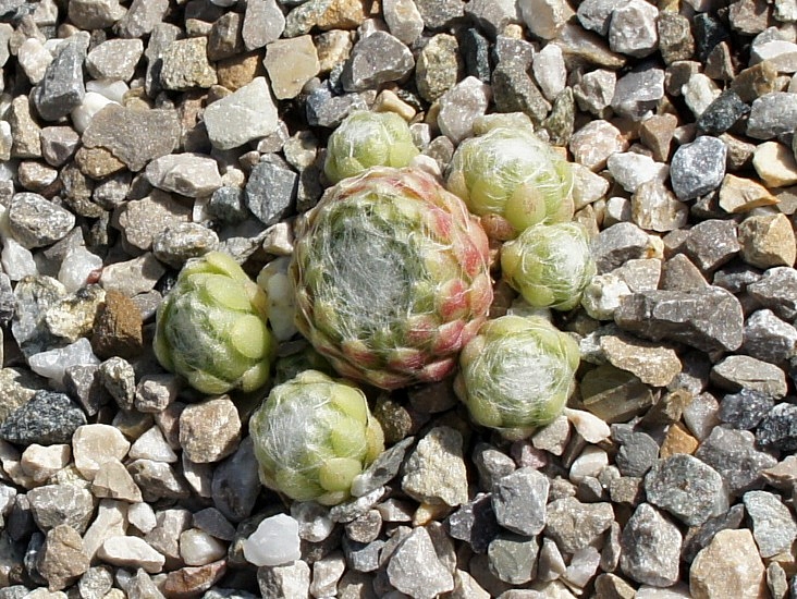 Zoharit