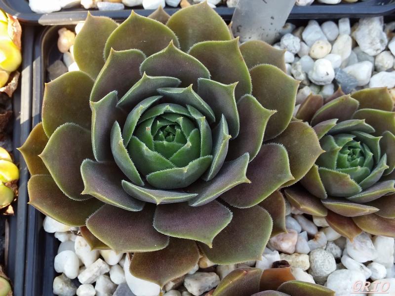 Purple Ginger