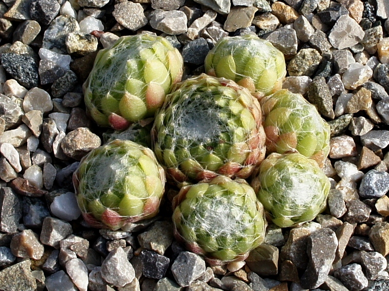 Zoharit