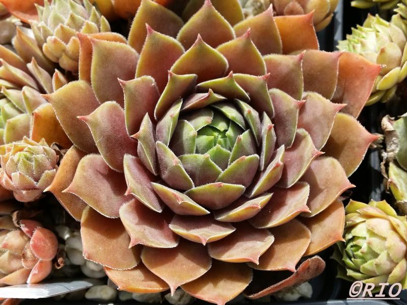Purple Ginger