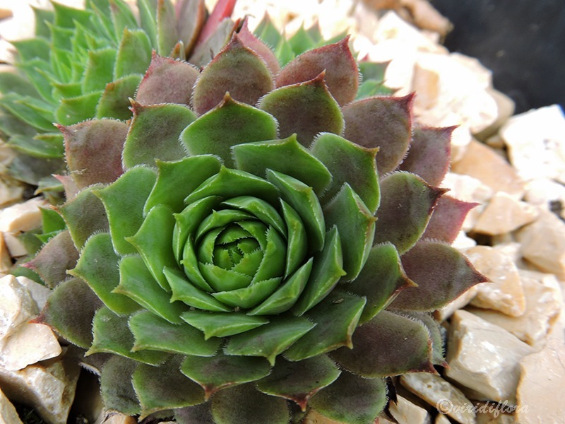 Purple Star