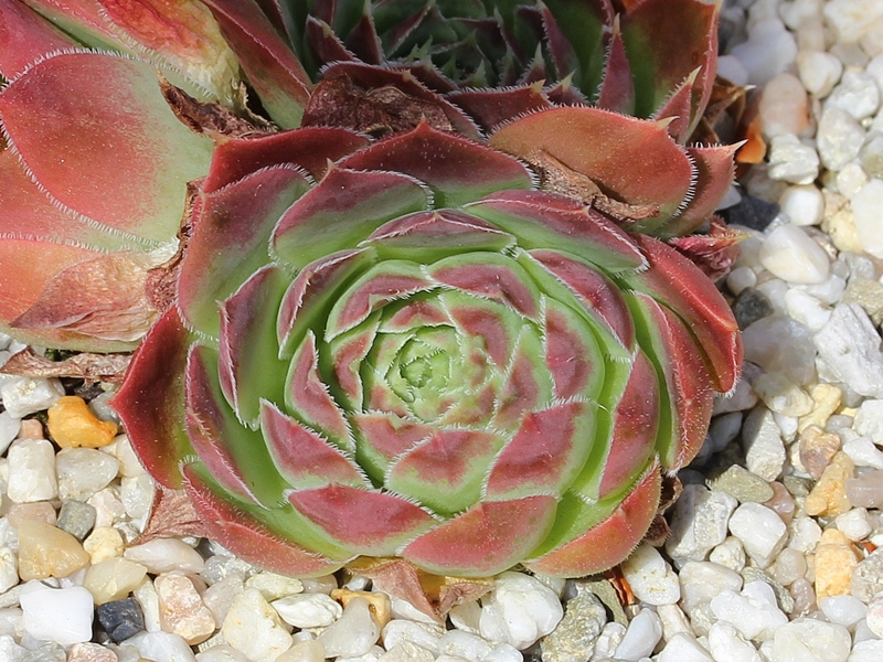 Rosy Tip / Jovi