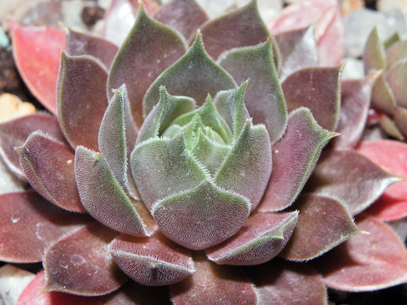 Purple Ginger