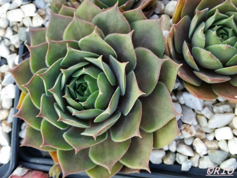 Purple Ginger