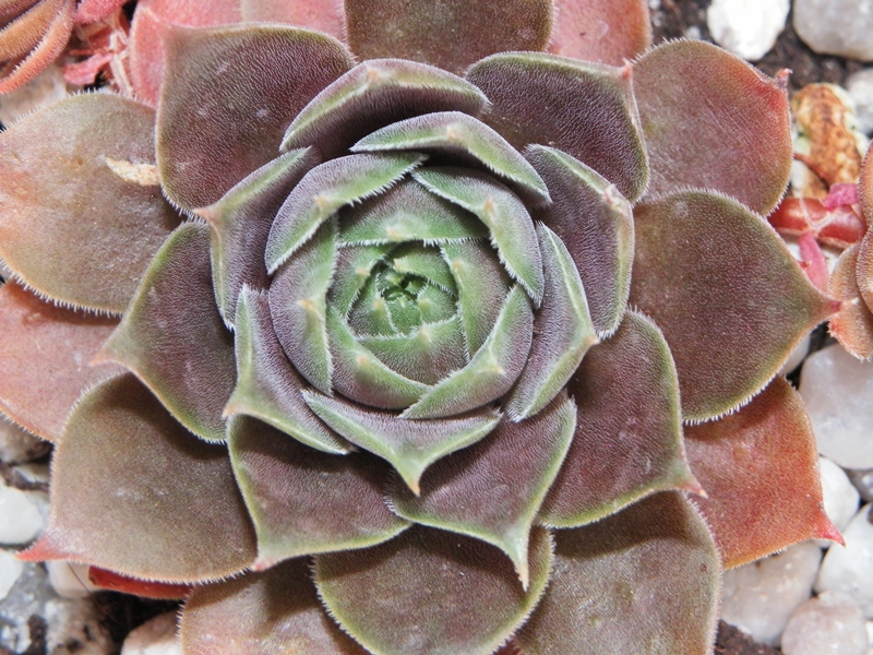 Purple Ginger