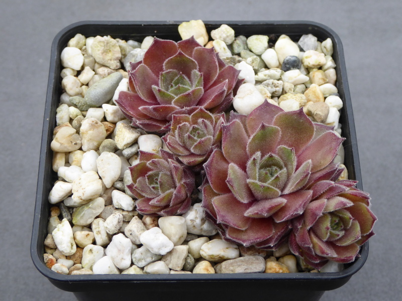 Rohesia