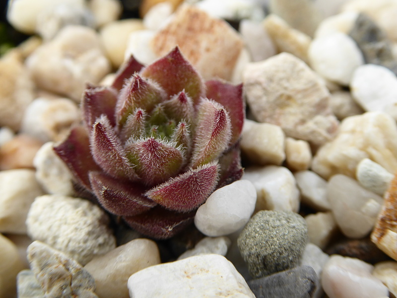 Rohesia