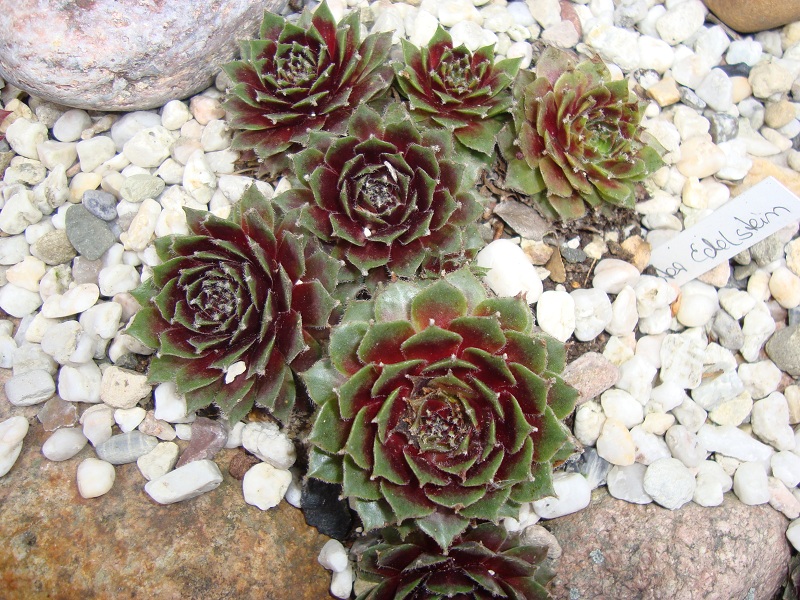 Roter Edelstein