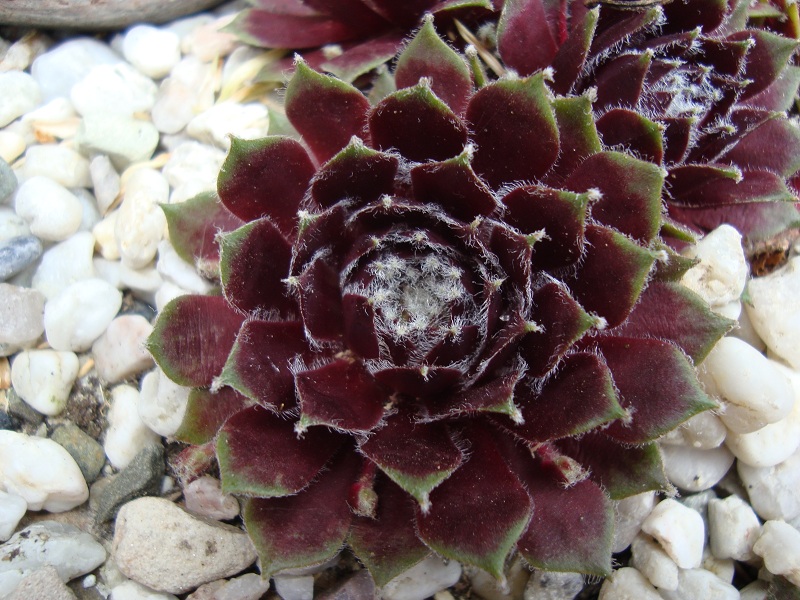 Roter Edelstein