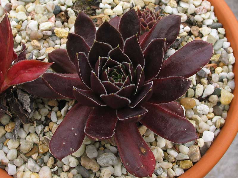 Rotes Eck / Jovi