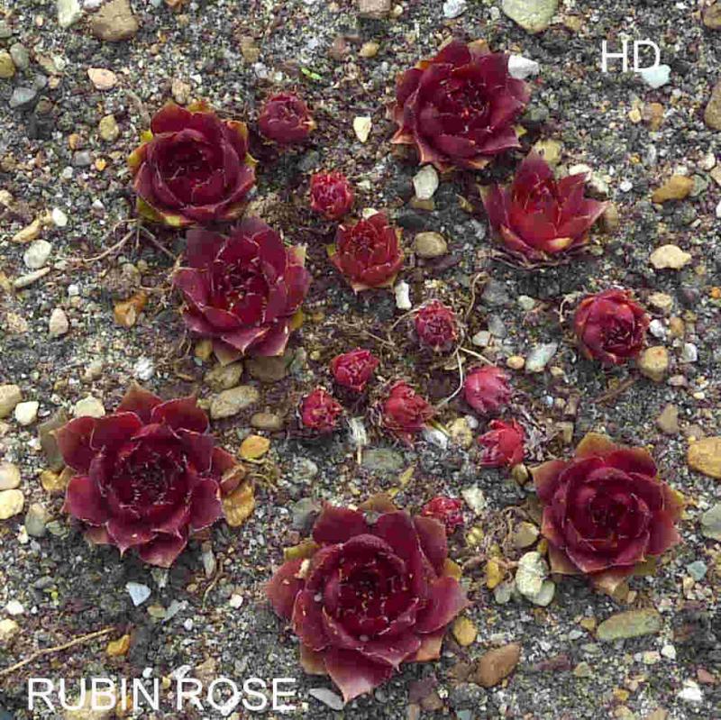 Rubin Rose