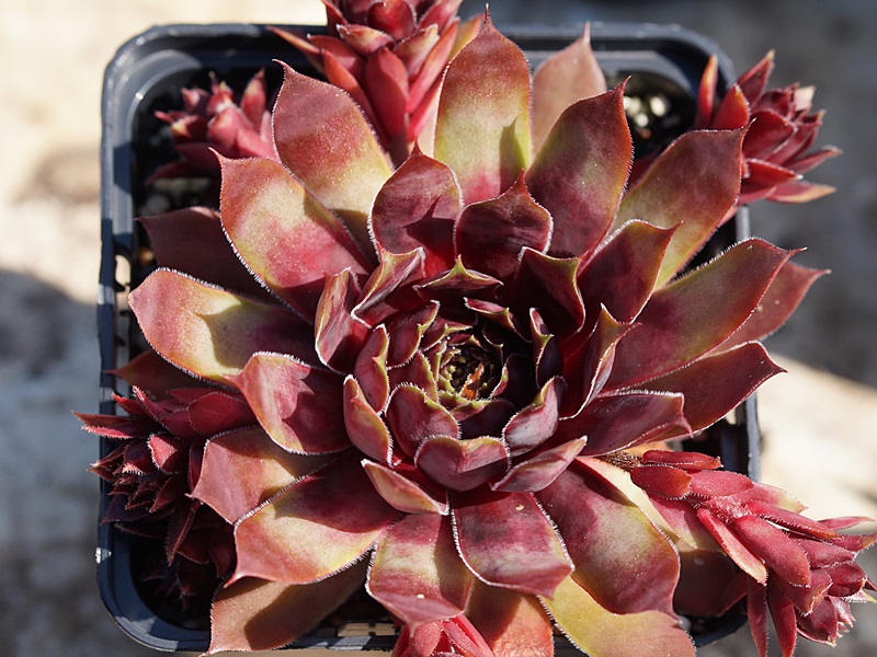 Purple Dazzler