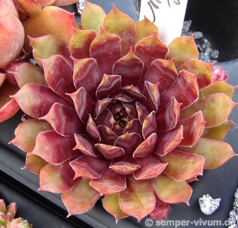 Purple Dazzler