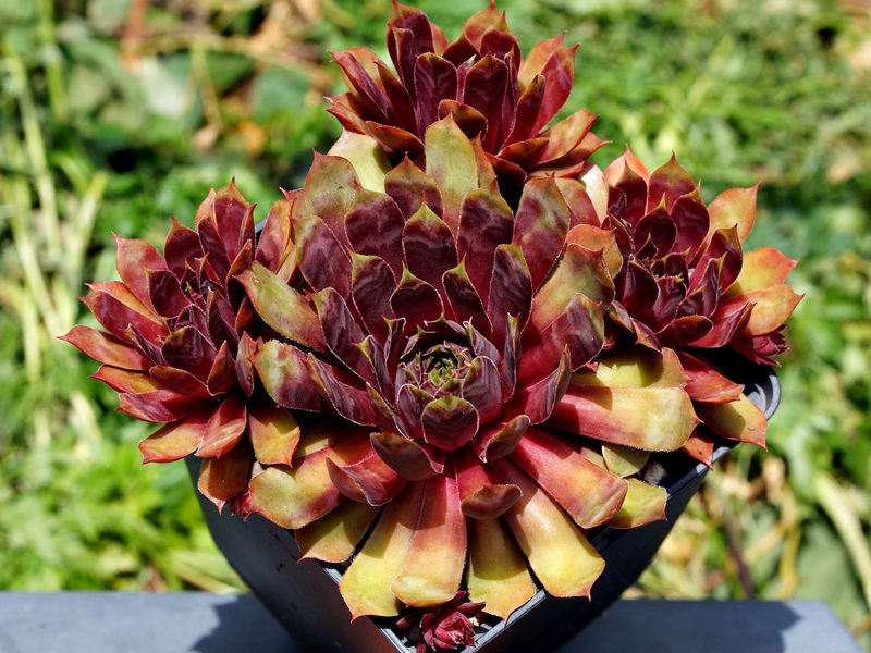 Purple Dazzler