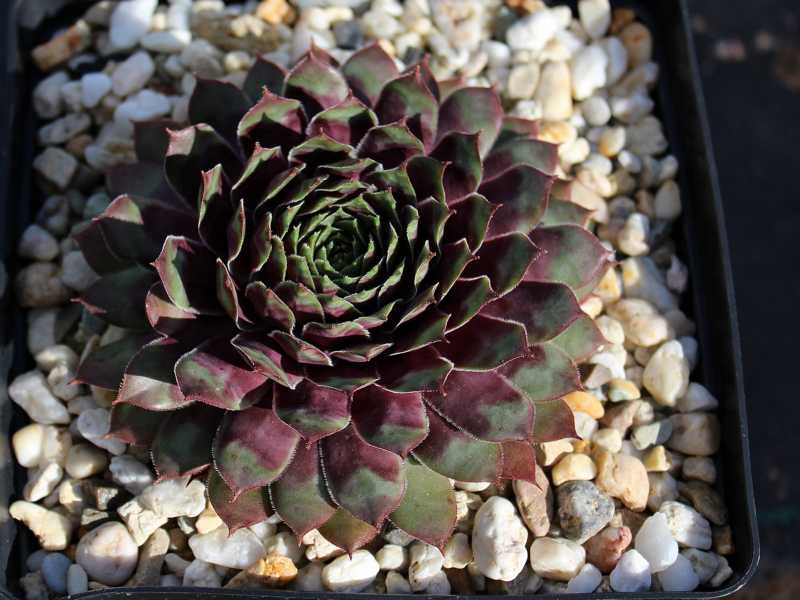 Purple Dazzler
