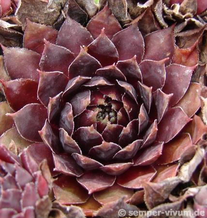 Purple Dazzler