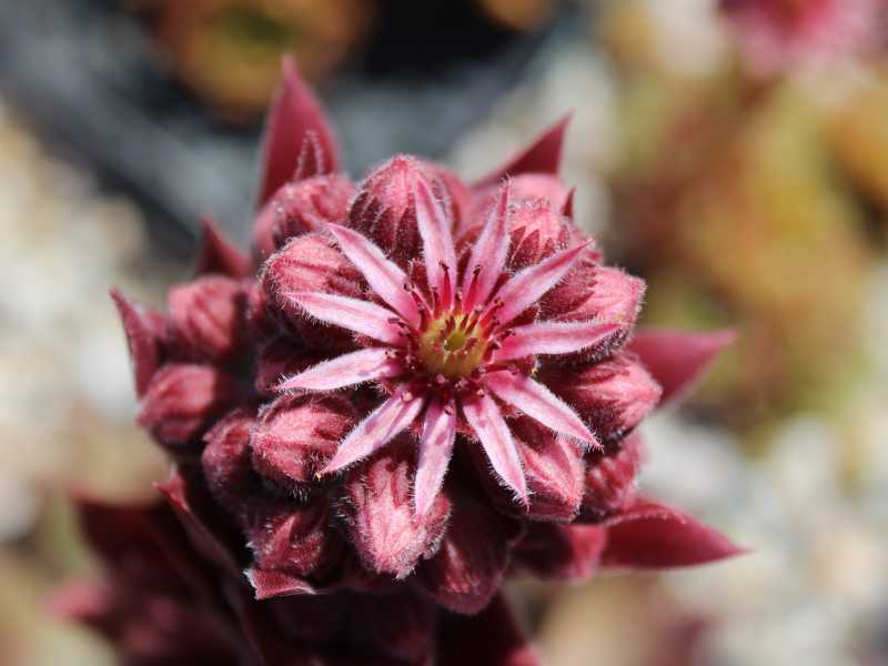 Purple Dazzler